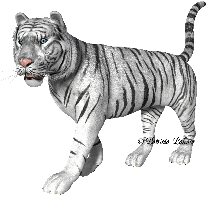 le  tigre   blanc