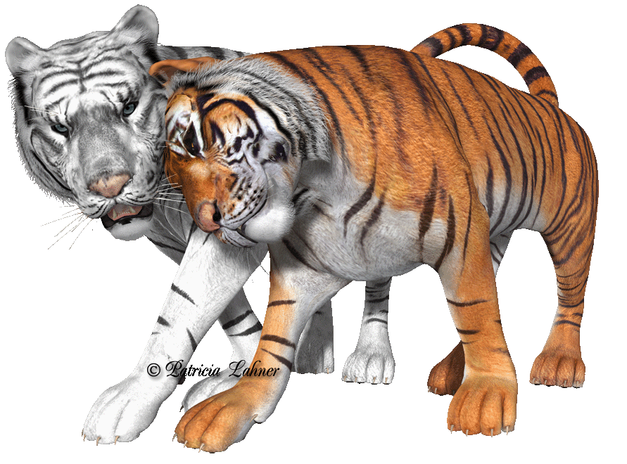 les   deux  tigres